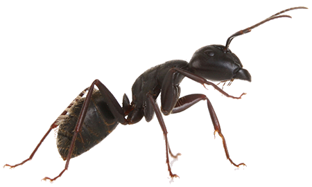 Picture of an Ant